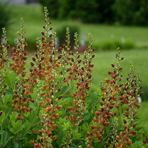 Baptisia 'Cherries Jubilee'  - Decadence® Cherries Jubilee Baptisia - Shipped