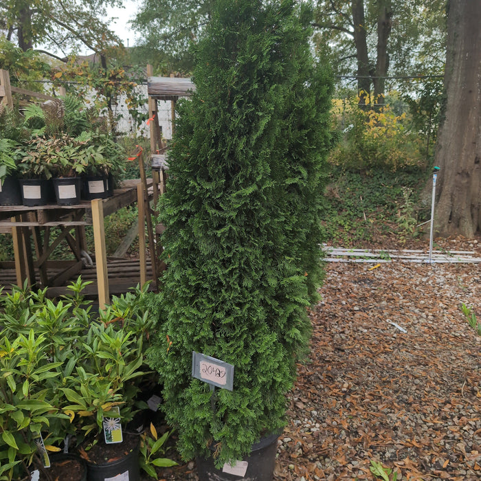 Thuja occidentalis 'Smaragd'  - Emerald Green Arborvitae - Shipped