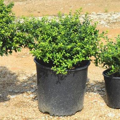Ilex crenata 'Soft-Touch'  - Soft Touch Japanese Holly - Shipped