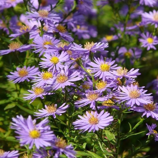 Aster laevis  - Smooth Aster - Shipped