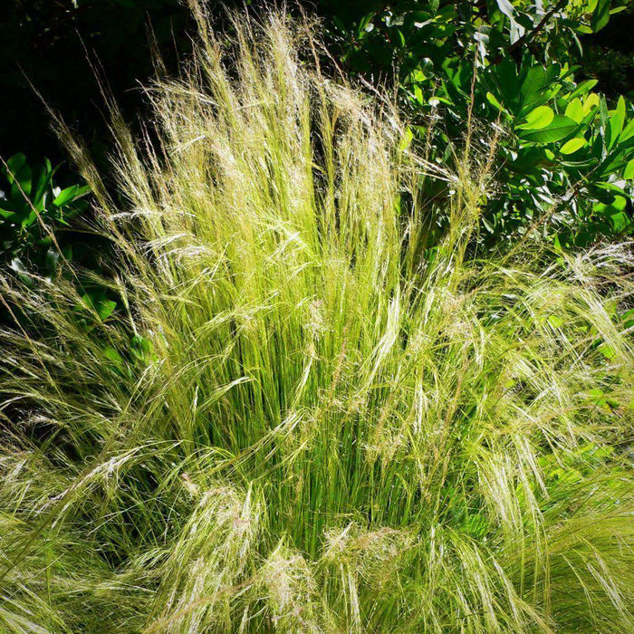 Nassella tenuissima  - Mexican Feather Grass - Shipped