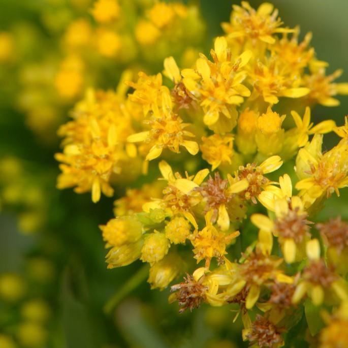 Solidago sempervirens  - Seaside Goldenrod - Shipped