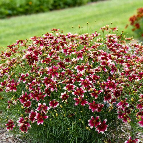 Coreopsis verticillata 'Heartstrings'  - Designer Threads™ Heartstrings Coreopsis - Shipped