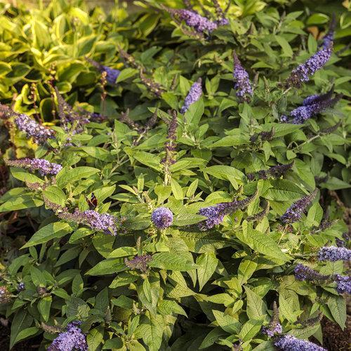 Buddleia davidii 'SMNBDBT' PP#28,794  - Pugster Blue® Dwarf Butterfly Bush - Shipped
