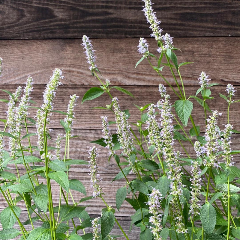 Blue Fortune Giant Hyssop - Shipped