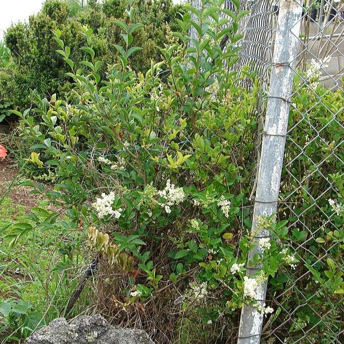 California Privet - Shipped
