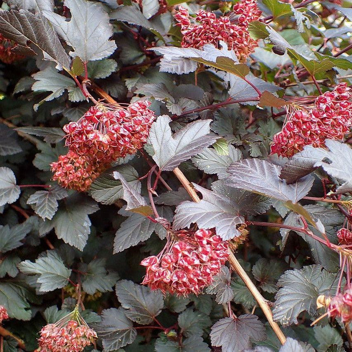 Physocarpus opulifolius 'Monlo'  - Diablo® Ninebark - Shipped