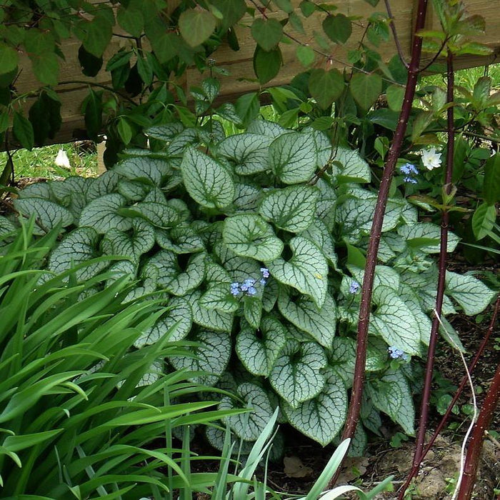 Brunnera macrophylla 'Jack Frost'  - Jack Frost Siberian Bugloss - Shipped