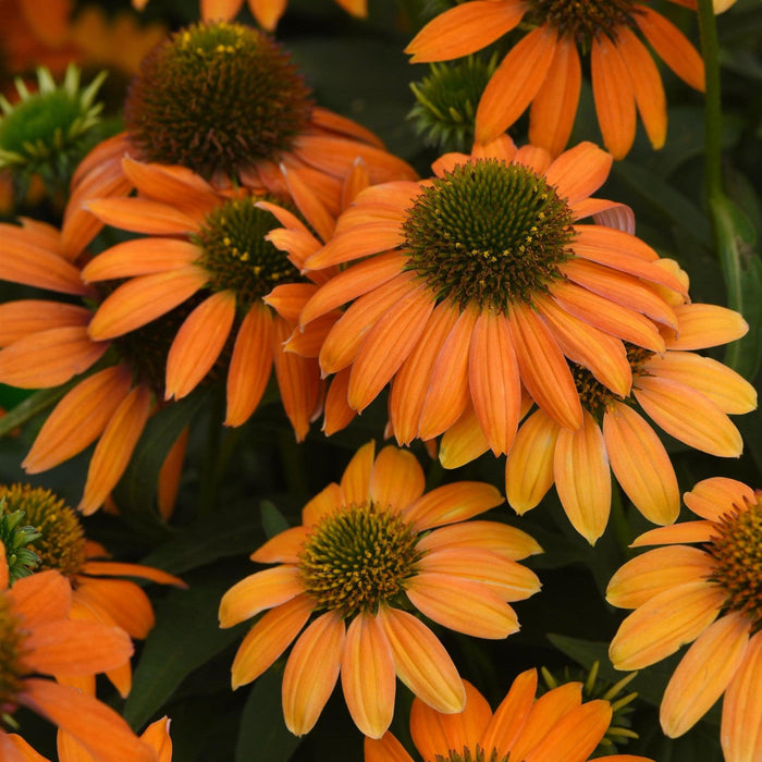 Echinacea 'PAS1308374'  - Artisan™ Soft Orange Coneflower - Shipped