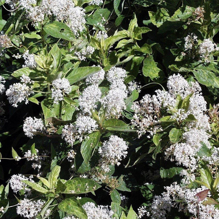 Ceanothus americanus  - New Jersey Tea - Shipped