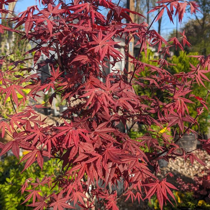 Acer palmatum 'Bloodgood'  - Japanese Maple 'Bloodgood' - Shipped