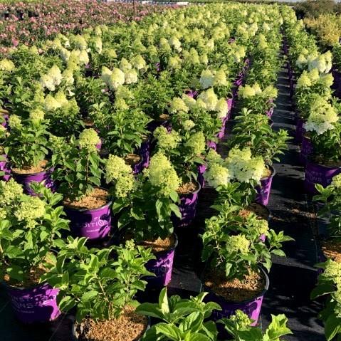 First Editions® Little Hottie® Hydrangea - Shipped