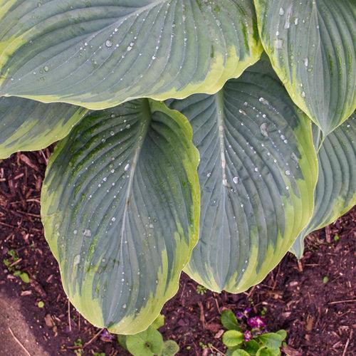 PW® Shadowland® Wu-La-La Hosta - Shipped