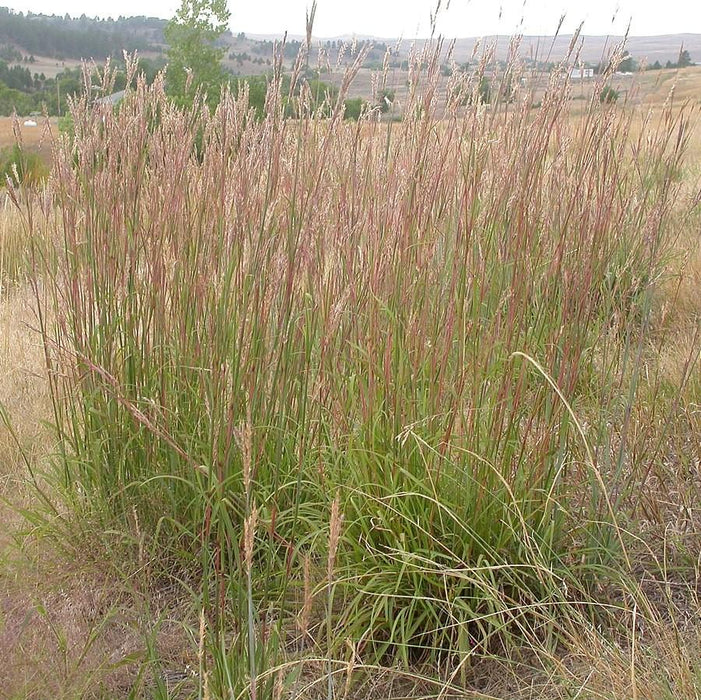 Andropogon gerardii  - Big Bluestem - Shipped