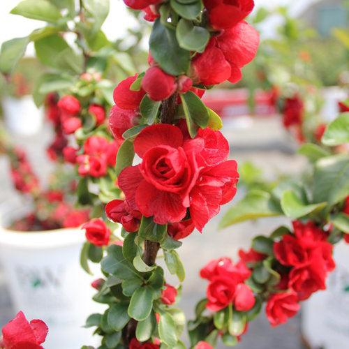 PW® Double Take™ Scarlet Flowering Quince - Shipped