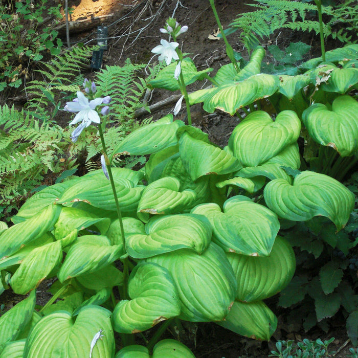 Hosta 'Stained Glass'  - Stained Glass Hosta - Shipped