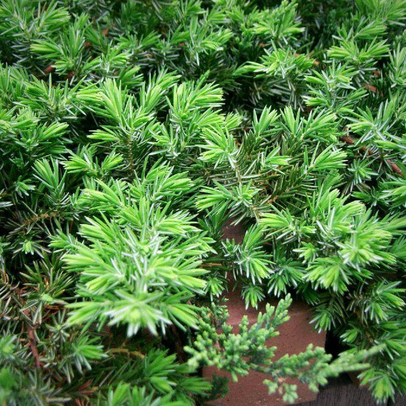 Blue Pacific Shore Juniper - Shipped