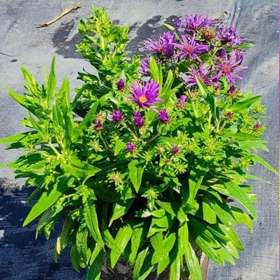 Grape Crush New England Aster - Shipped