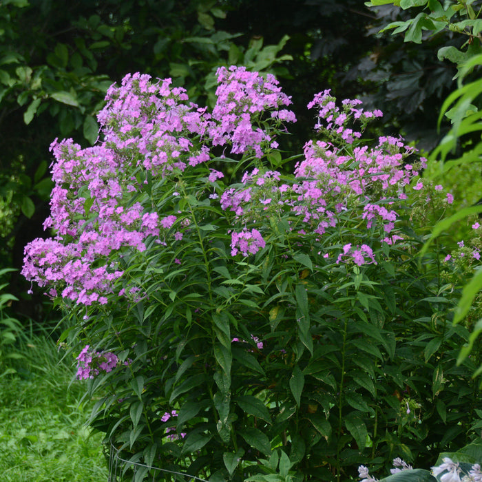 Phlox paniculata ‘Jeana’  - Jeana Garden Phlox - Shipped