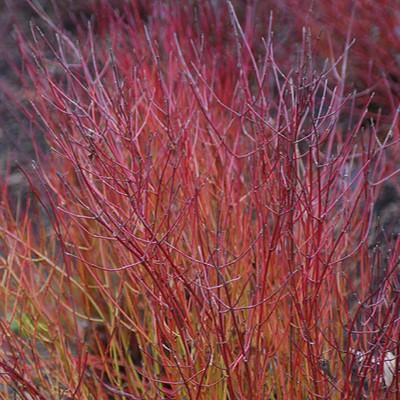 Cornus sericea 'Kelseyi'  - Kelseyi Red Twig Dogwood - Shipped
