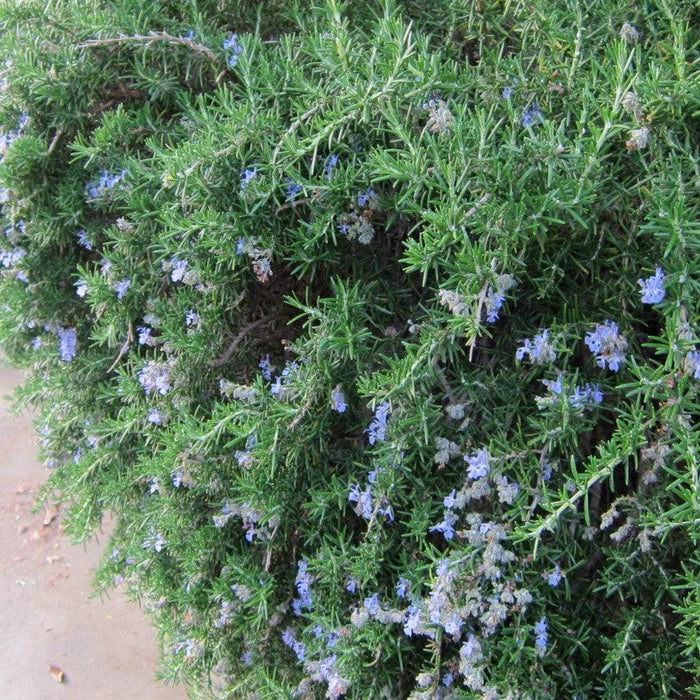 Rosmarinus officinalis 'Prostratus'  - Creeping Rosemary - Shipped