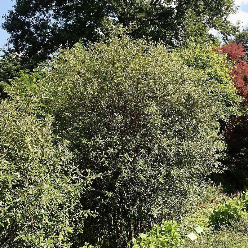 Prague Viburnum - Shipped