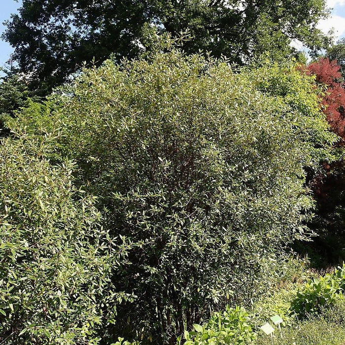 Prague Viburnum - Shipped