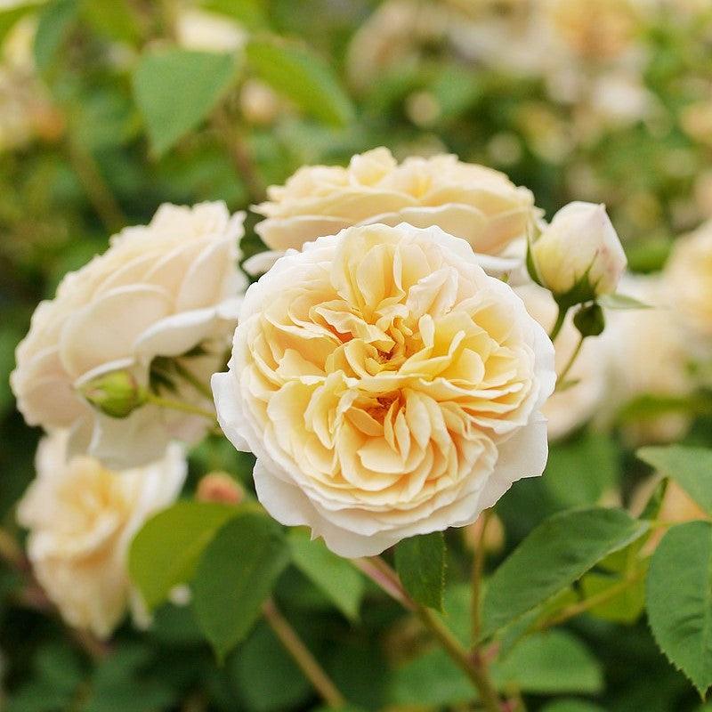 Teasing Georgia® Rose - Shipped
