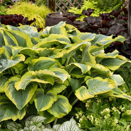 Hosta 'Seducer' 22,413  - PW® Shadowland® Seducer Hosta - Shipped