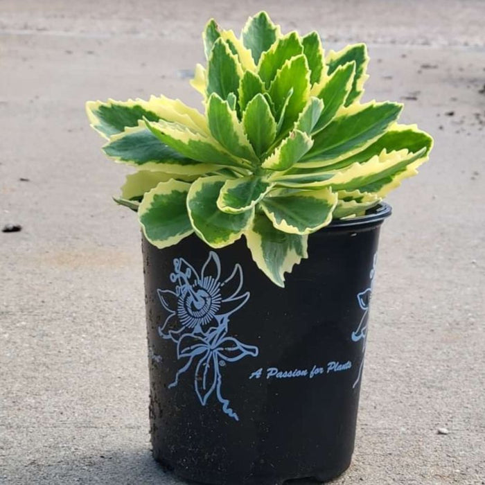 Sedum 'Frosted Fire'  - Frosted Fire Stonecrop - Shipped