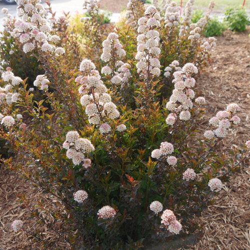 Tiny Wine® Ninebark - Shipped