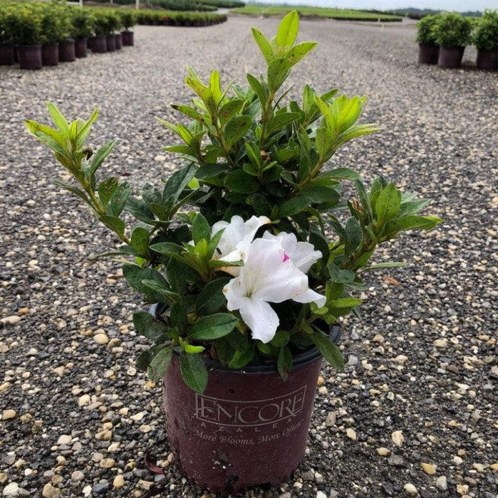 Rhododendron ‘Roblex’  - Encore® Autumn Lily™ Azalea - Shipped