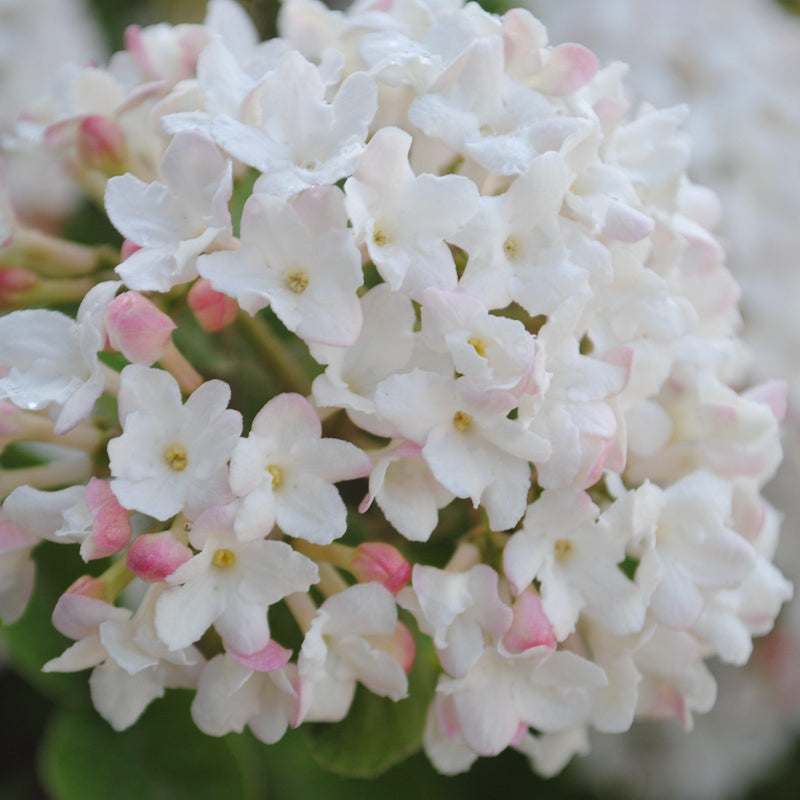 Spice Island™ Korean Spice Viburnum - Shipped