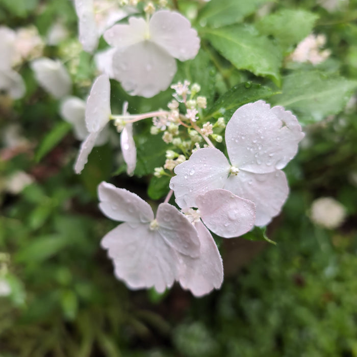 Hydrangea x ‘Fairytrail Bride'  - Fairytrail Bride® Cascade Hydrangea - Shipped