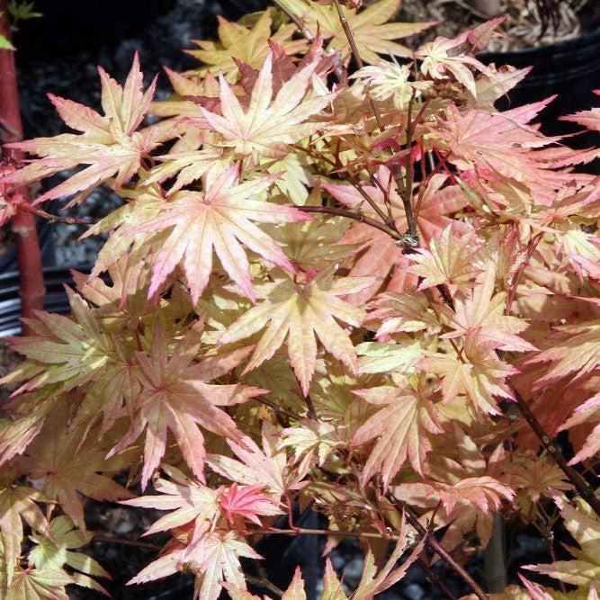 Acer shirasawanum 'Autumn Moon'  - Autumn Moon Japanese Maple - Shipped