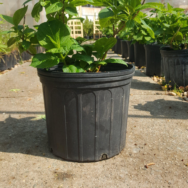 Endless Summer® The Original Hydrangea - Shipped