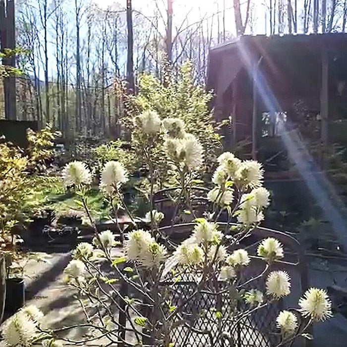 Fothergilla x intermedia 'Blue Shadow'  - Blue Shadow Fothergilla - Shipped