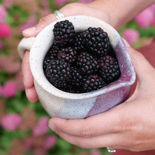 Rubus 'Ponca' PP33330  - Taste of Heaven™ Thornless Blackberry - Shipped