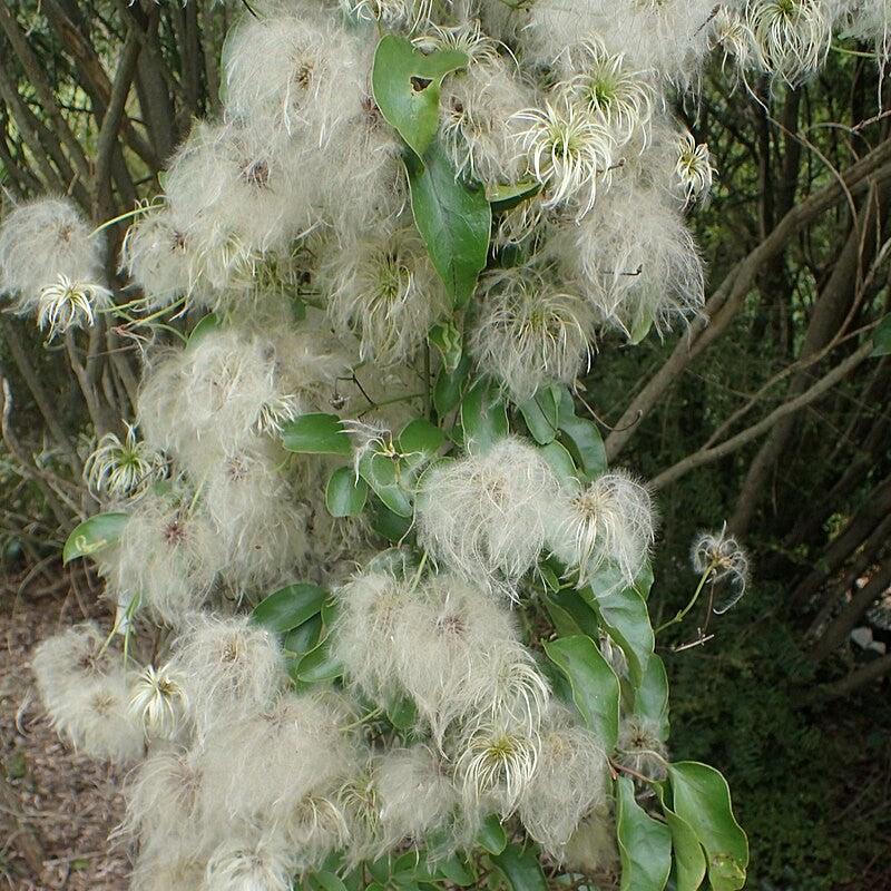 Autumn Clematis - Shipped