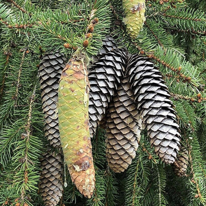 Picea abies  - Norway Spruce - Shipped