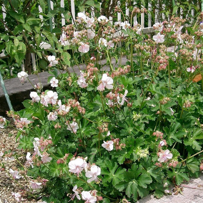 Geranium x cantabrigiense 'Biokovo'  - Biokovo Cranesbill - Shipped