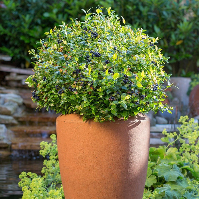 Vaccinium corymbosum hybrid 'ZF08-095' PP 25,467  - Bushel and Berry® BerryBux® Blueberry - Shipped