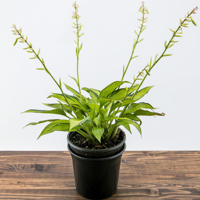Hosta 'June'  - June Hosta - Shipped