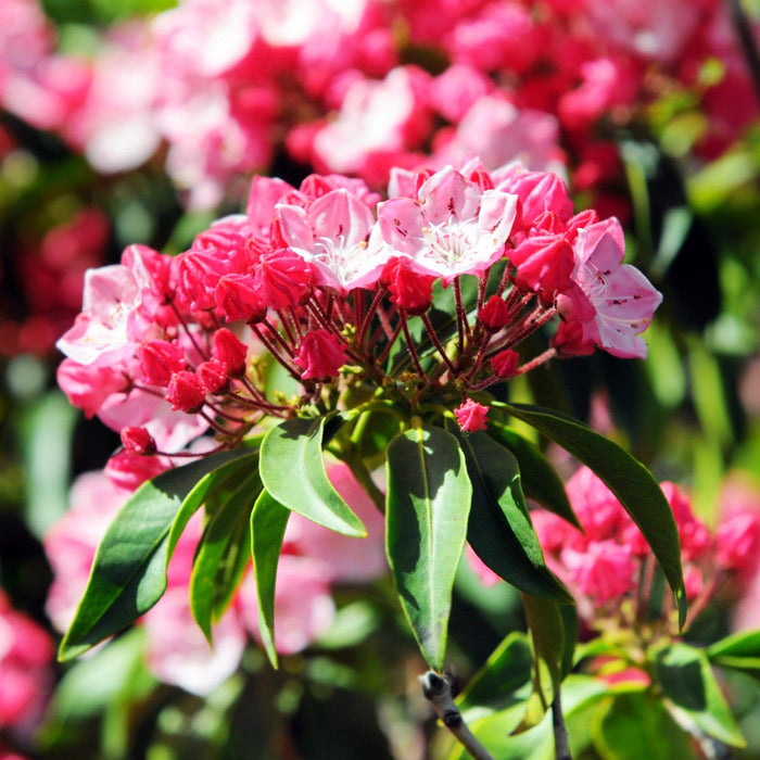 Kalmia latifolia 'Nipmuck'  - Nipmuck Mountain Laurel - Shipped