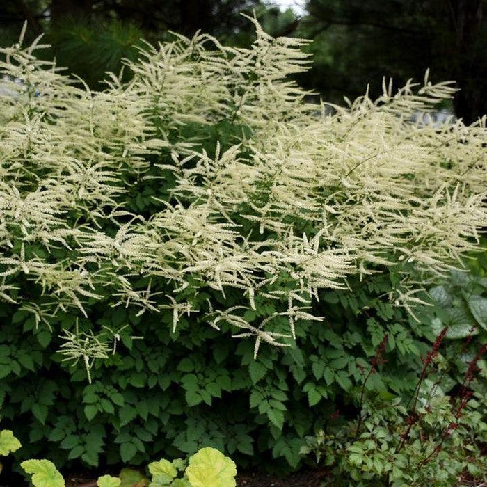 Aruncus x 'Misty Lace'  - Misty Lace Goat's Beard - Shipped