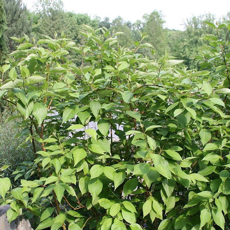 Bailey Red Twig Dogwood - Shipped