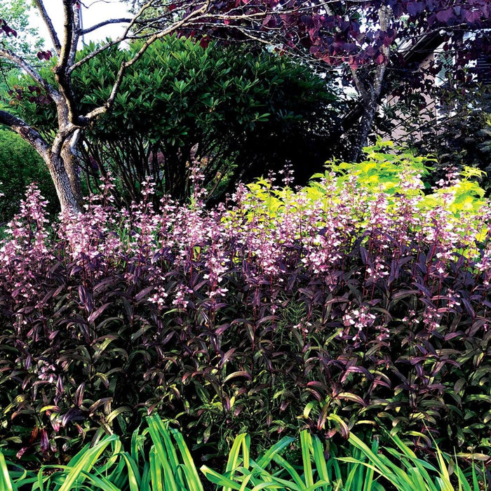 Penstemon 'Dark Towers'  - Dark Towers Beardtongue - Shipped