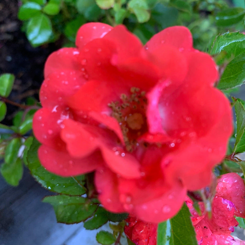 Coral Drift® Rose - Shipped