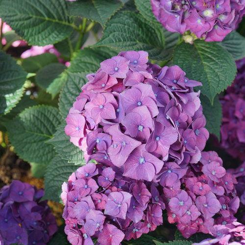 Let's Dance® Big Band® Hydrangea - Shipped