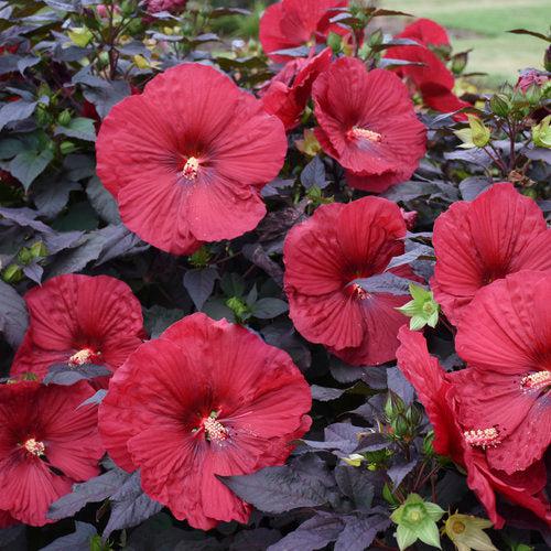Summerific® Holy Grail Hibiscus - Shipped